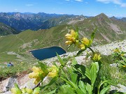 42 Bello il giallo della Gentiana punctata, come il blu scuro del Lago Moro